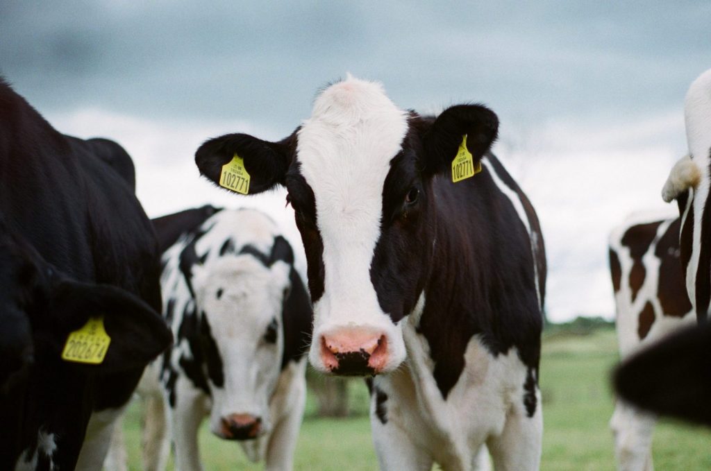 Impossible Foods Working to Replace Cow’s Milk with Plant-Based Version