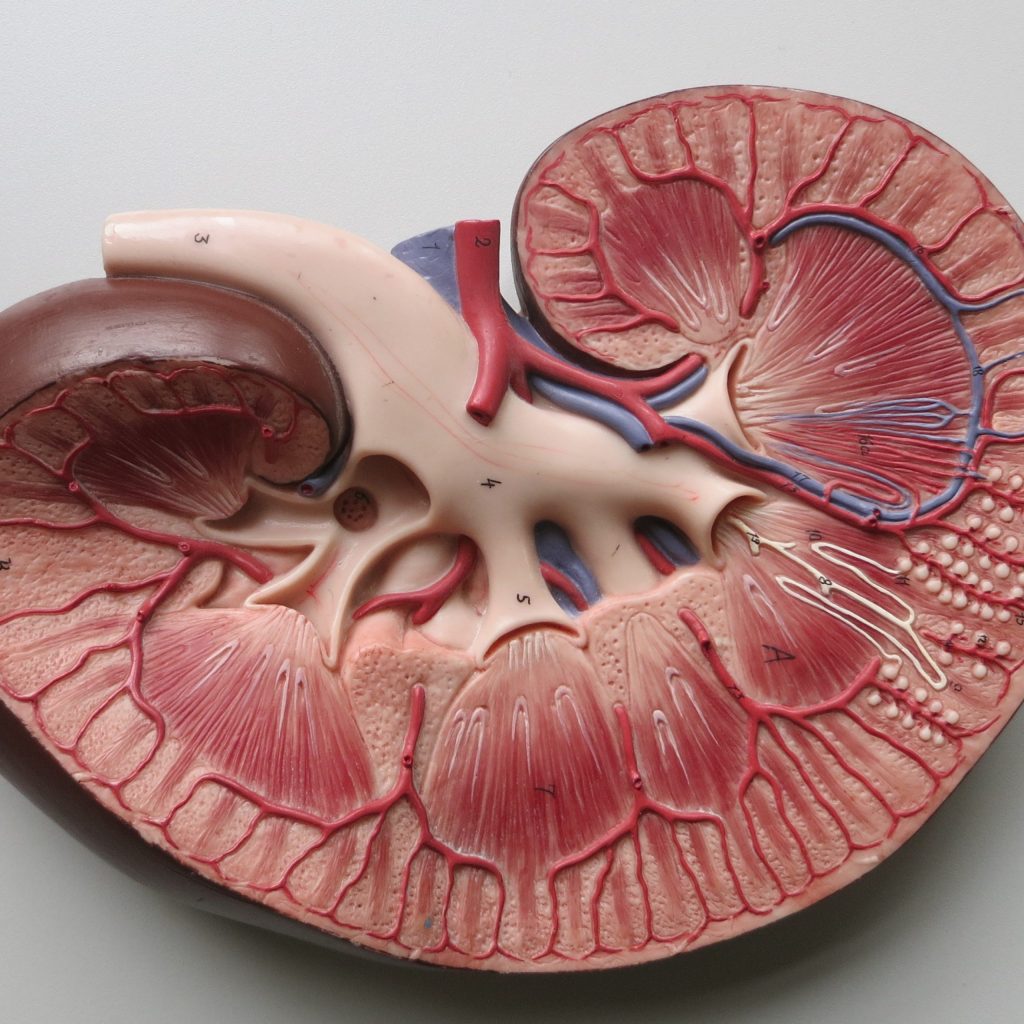 astrazeneca benevolentai home in on computer generated target for chronic kidney disease drugs scaled 1